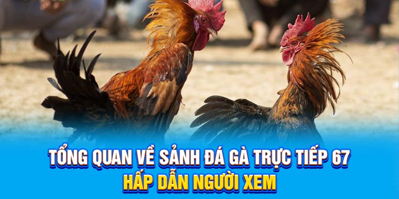 Tổng quan về sảnh đá gà trực tiếp 67 hấp dẫn người xem