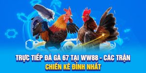 Trực Tiếp Đá Gà 67 Tại Ww88 - Các Trận Chiến Kê Đỉnh Nhất